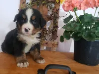 Lilly , a female Bernese Mountain Dog for sale in New Haven, IN – 8 of 10