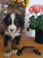 Lilly , a female Bernese Mountain Dog for sale in New Haven, IN – 9 of 10