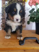 Lilly , a female Bernese Mountain Dog for sale in New Haven, IN – 4 of 10