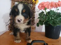 Lilly , a female Bernese Mountain Dog for sale in New Haven, IN – 10 of 10