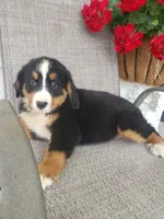 Lilly, a female Bernese Mountain Dog for sale in New Haven, IN – 2 of 6