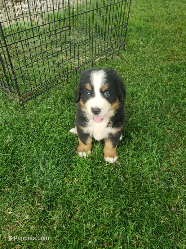  Bear – Bernese Mountain Dog puppy for sale in New Haven, IN