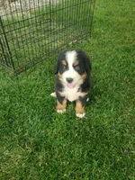  Bear, a male Bernese Mountain Dog for sale in New Haven, IN – 1 of 6