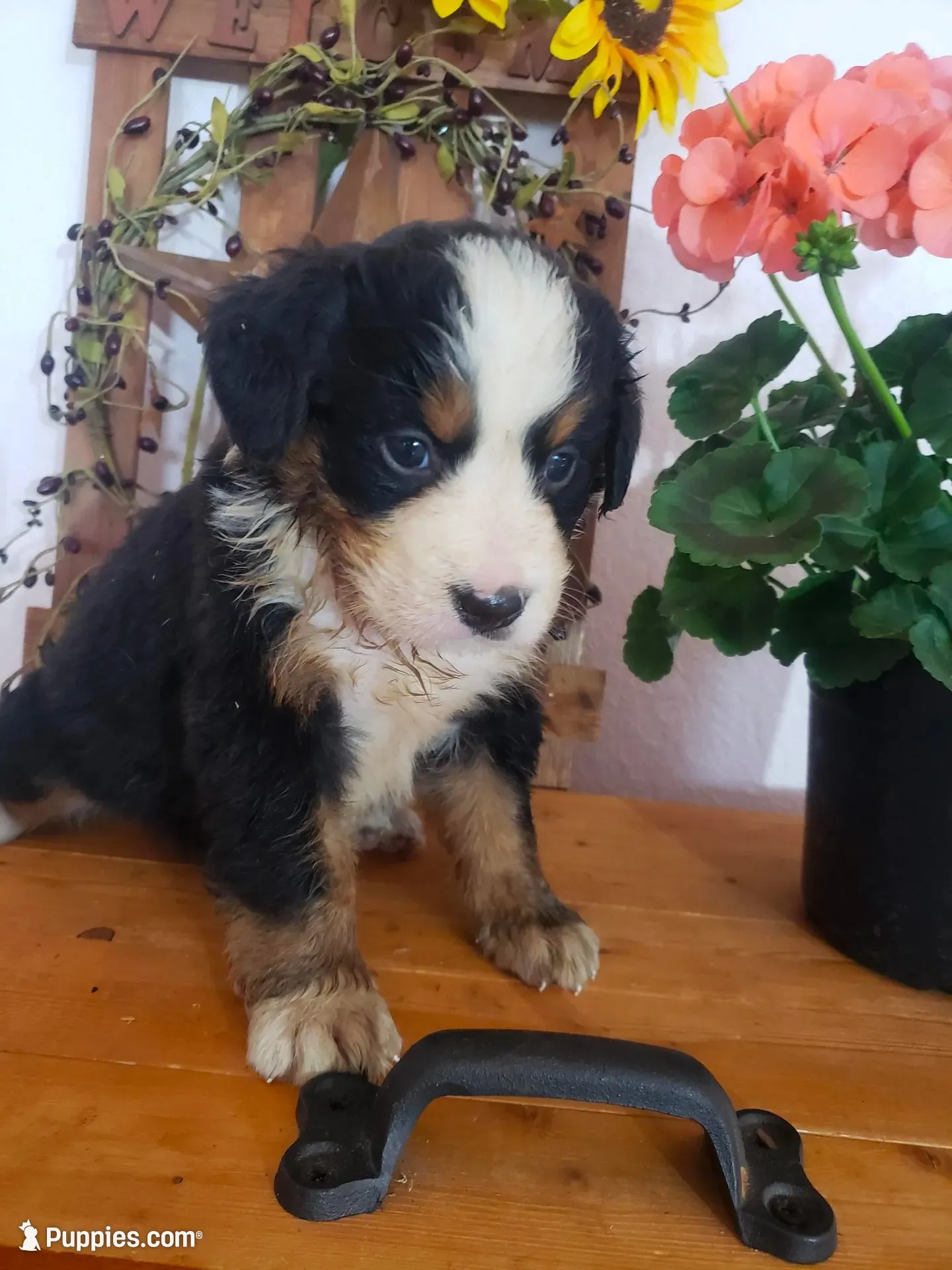 Daisy , a female Bernese Mountain Dog for sale in New Haven, IN – 2 of 9