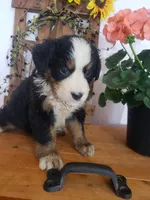 Daisy , a female Bernese Mountain Dog for sale in New Haven, IN – 4 of 6