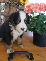 Daisy , a female Bernese Mountain Dog for sale in New Haven, IN – 5 of 6