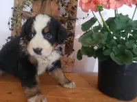 Daisy , a female Bernese Mountain Dog for sale in New Haven, IN – 6 of 6