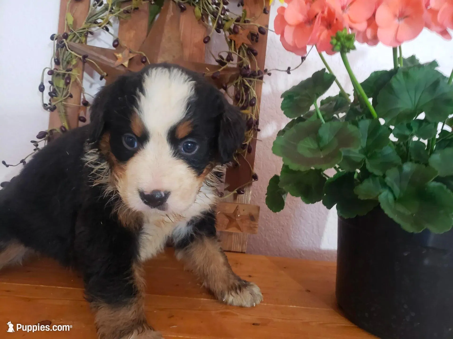 Daisy , a female Bernese Mountain Dog for sale in New Haven, IN – 1 of 6