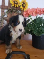 Daisy , a female Bernese Mountain Dog for sale in New Haven, IN – 3 of 6