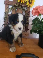 Daisy , a female Bernese Mountain Dog for sale in New Haven, IN – 2 of 6
