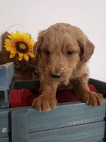 Teddy , a male Miniature Goldendoodle for sale in New Haven, IN – Photo 7 of 8