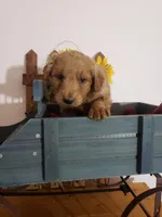 Teddy , a male Miniature Goldendoodle for sale in New Haven, IN – Photo 4 of 8