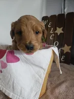 Lena, a female Miniature Goldendoodle for sale in New Haven, IN – Photo 6 of 9