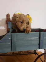 Teddy , a male Miniature Goldendoodle for sale in New Haven, IN – Photo 6 of 8