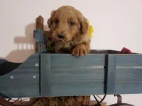 Teddy , a male Miniature Goldendoodle for sale in New Haven, IN – Photo 3 of 8