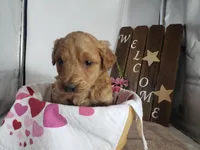 Lena, a female Miniature Goldendoodle for sale in New Haven, IN – Photo 3 of 9