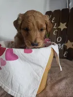 Lena, a female Miniature Goldendoodle for sale in New Haven, IN – Photo 7 of 9