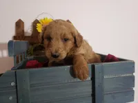 Teddy , a male Miniature Goldendoodle for sale in New Haven, IN – Photo 5 of 8