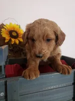Teddy , a male Miniature Goldendoodle for sale in New Haven, IN – Photo 2 of 8