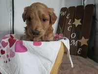 Lena, a female Miniature Goldendoodle for sale in New Haven, IN – Photo 5 of 9