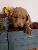 Teddy , a male Miniature Goldendoodle for sale in New Haven, IN – Photo 8 of 8