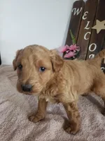 Lena, a female Miniature Goldendoodle for sale in New Haven, IN – Photo 2 of 9