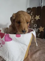 Lena, a female Miniature Goldendoodle for sale in New Haven, IN – Photo 4 of 9