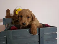 Teddy , a male Miniature Goldendoodle for sale in New Haven, IN – Photo 1 of 8
