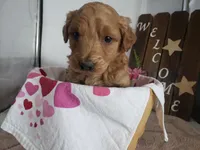 Lena, a female Miniature Goldendoodle for sale in New Haven, IN – Photo 1 of 9