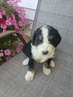 Emma , a female Bernedoodle for sale in New Haven, IN – 9 of 10