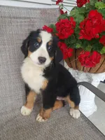 Dasiy , a female Bernese Mountain Dog for sale in New Haven, IN – 5 of 5