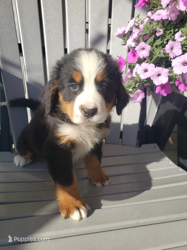 Hannah  – Bernese Mountain Dog puppy for sale in New Haven, IN