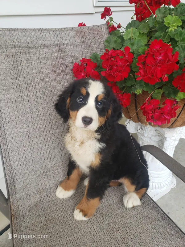 Emily – Bernese Mountain Dog puppy for sale in New Haven, IN