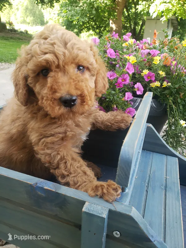 Benji – Miniature Goldendoodle puppy for sale in New Haven, IN