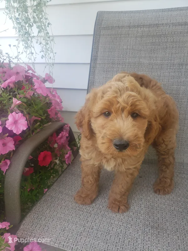 Noah – Miniature Goldendoodle puppy for sale in New Haven, IN