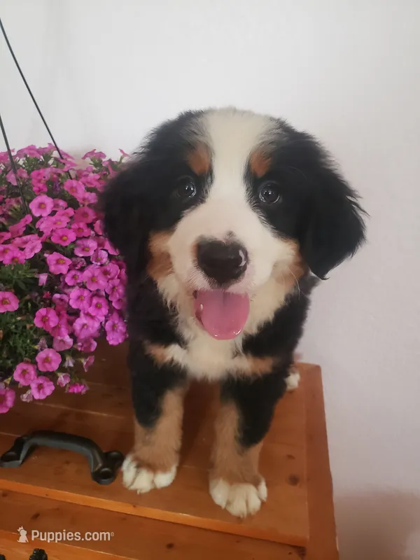 Emma  – Bernese Mountain Dog puppy for sale in New Haven, IN
