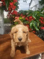 Noah, a male Miniature Goldendoodle for sale in New Haven, IN – 7 of 10