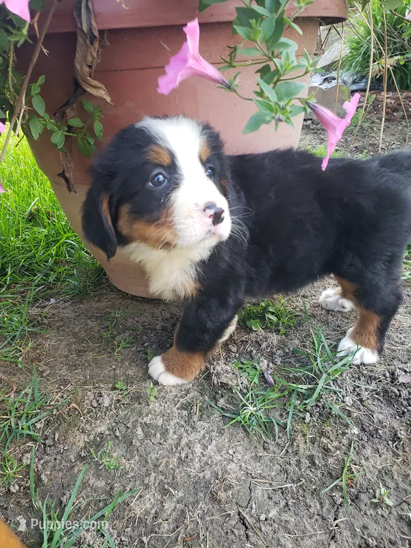 Lucy – Bernese Mountain Dog puppy for sale in New Haven, IN