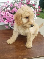 Cooper, a male Miniature Goldendoodle for sale in New Haven, IN – 4 of 4