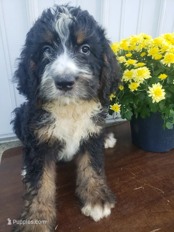 Noah Roscoe  – Bernedoodle puppy for sale in New Haven, IN