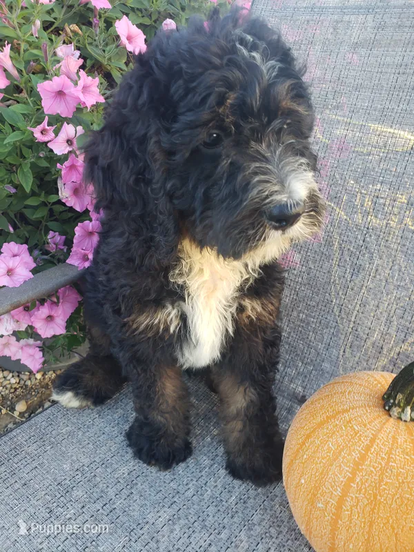 Bear – Bernedoodle puppy for sale in New Haven, IN