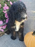 Bear, a male Bernedoodle for sale in New Haven, IN – 1 of 9