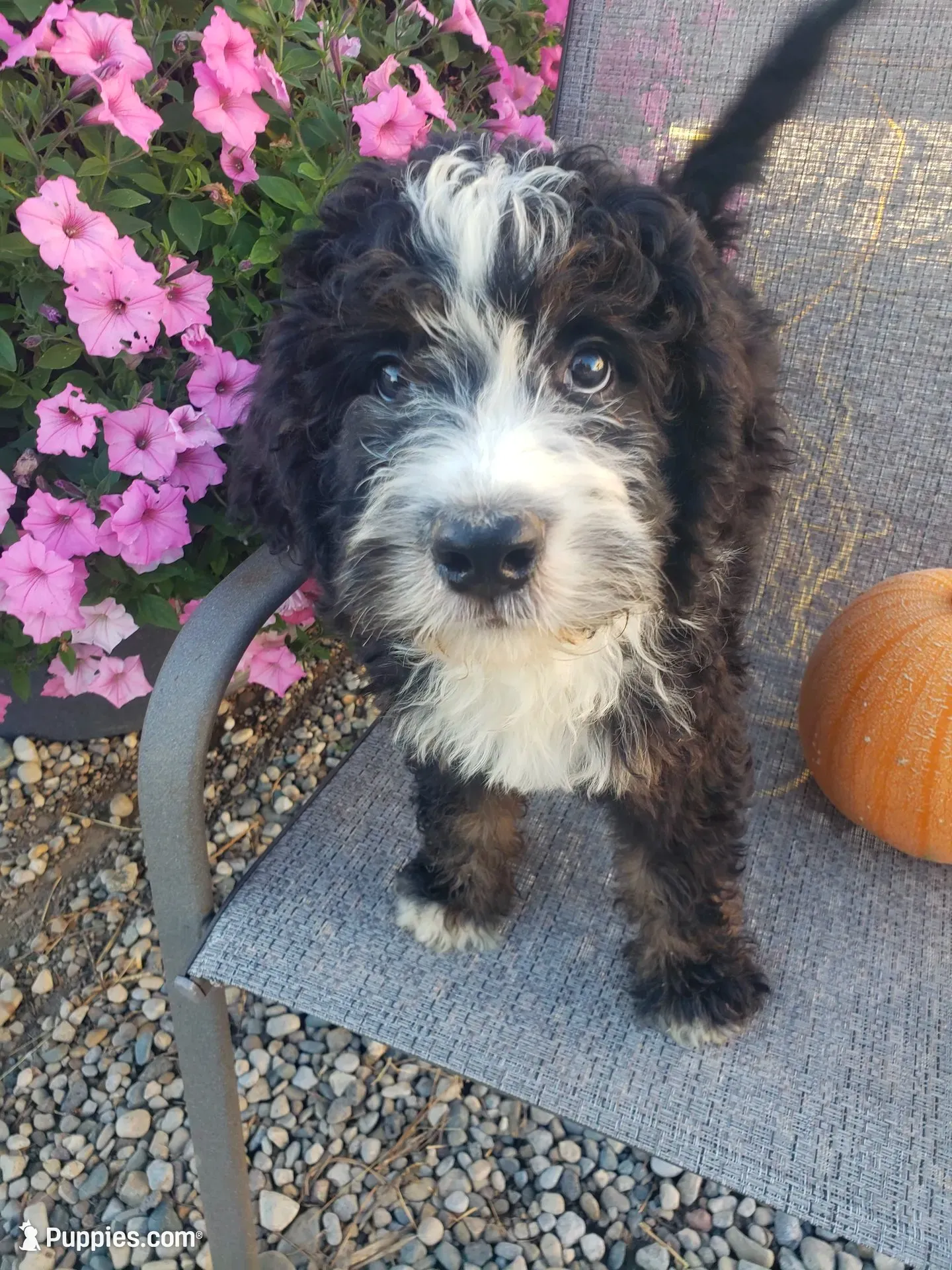 MOOSE , a male Bernedoodle for sale in New Haven, IN – 3 of 9