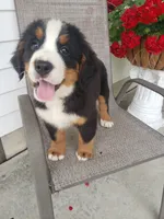 Lucy, a female Bernese Mountain Dog for sale in New Haven, IN – 3 of 4