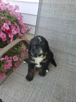 Bear, a male Bernedoodle for sale in New Haven, IN – 5 of 9