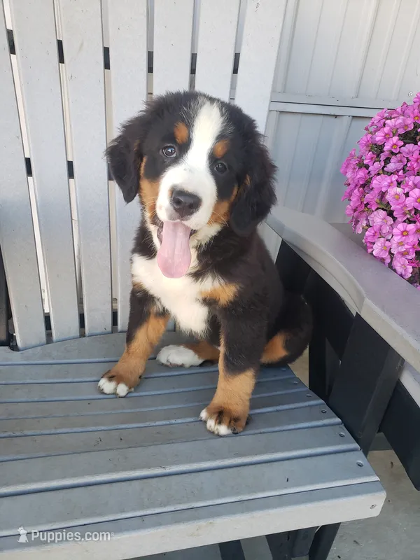 Lucy – Bernese Mountain Dog puppy for sale in New Haven, IN
