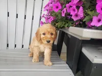 Linda, a female Miniature Goldendoodle for sale in New Haven, IN – 2 of 4