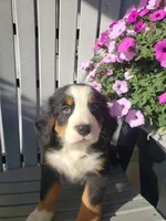 Emma , a female Bernese Mountain Dog for sale in New Haven, IN – 8 of 10