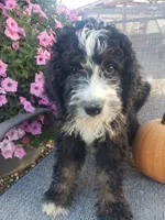 MOOSE , a male Bernedoodle for sale in New Haven, IN – 6 of 9