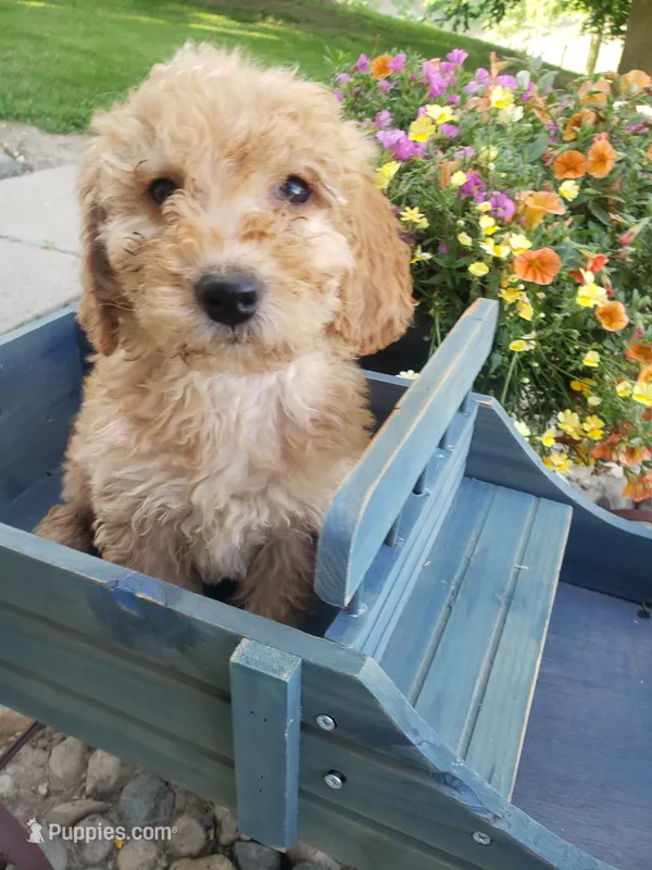 Linda – Miniature Goldendoodle puppy for sale in New Haven, IN